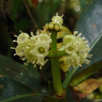 Psychotria nigra var. nigra